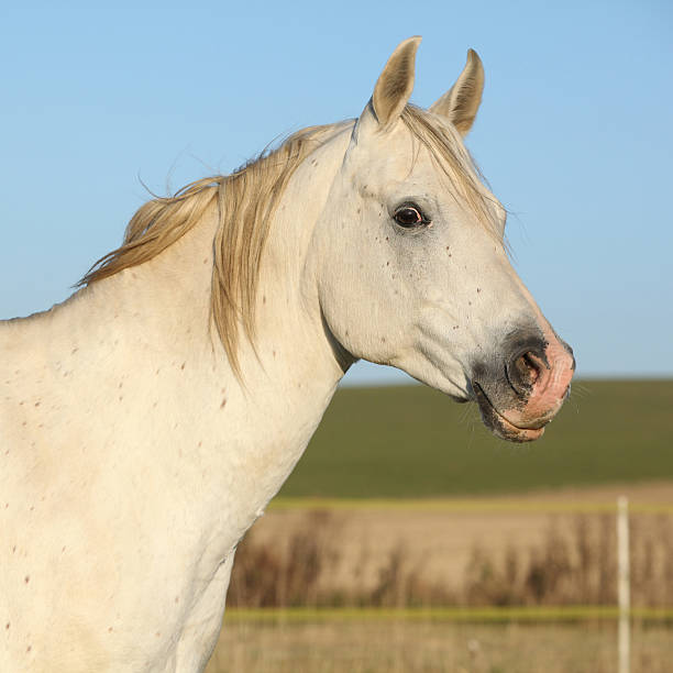 美しい秋のホワイトのアラビアの馬  - horse arabian horse arabia white ストックフォトと画像