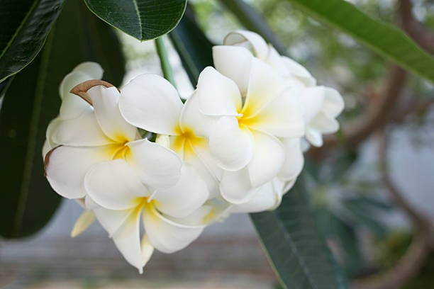 Plumeria bouquet stock photo