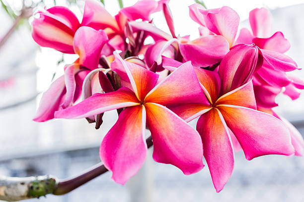 Plumeria bouquet stock photo