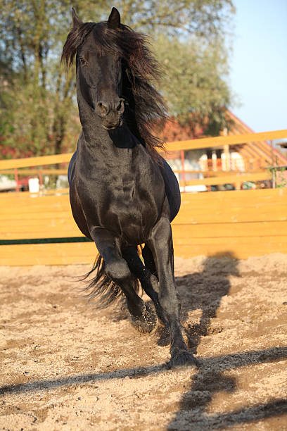 istock Nice friesian horse working in paddock 472727256