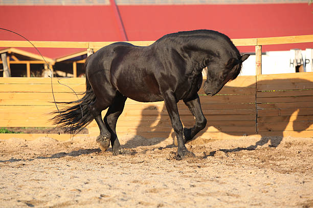 istock Nice friesian horse working in paddock 472727262