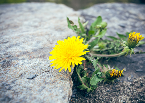 A single dandelion flower on a rock