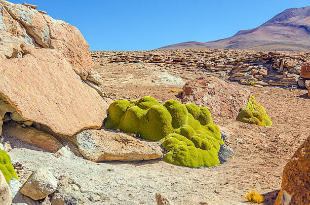 Azorella compacta (Yareta) in Bolivian Antiplano stock photo