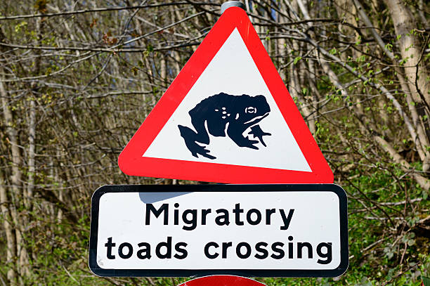 istock Road sign warning of migratory toads crossing in Britain 472730874