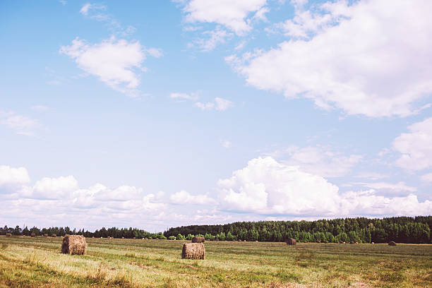 istock Beautiful view of the field with hayricks 472731208
