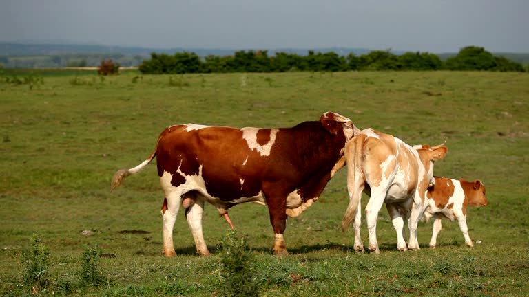 490 Mating Cow Bull Animal Stock Videos and Royalty-Free Footage - iStock 490 Mating Cow Bull Animal Stock Videos and Royalty-Free Footage - iStock