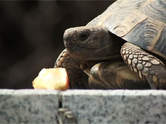 424 Funny Turtle Stock Videos and Royalty-Free Footage - iStock | Funny sloth, Funny monkey, Funny elephant 424 Funny Turtle Stock Videos and Royalty-Free Footage - iStock | Funny sloth, Funny monkey, Funny elephant