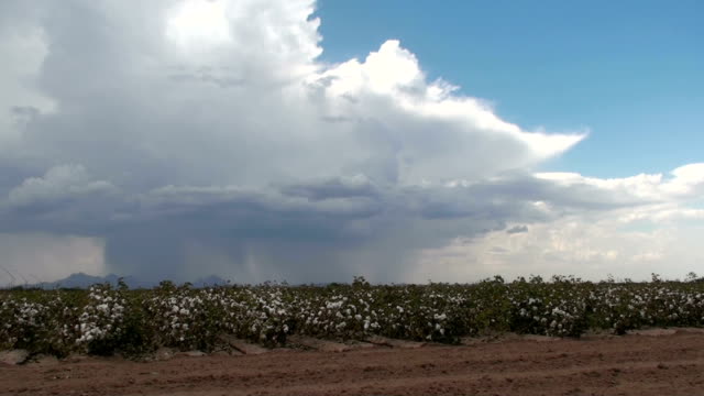 Cotton Field Rain Time Lapse
