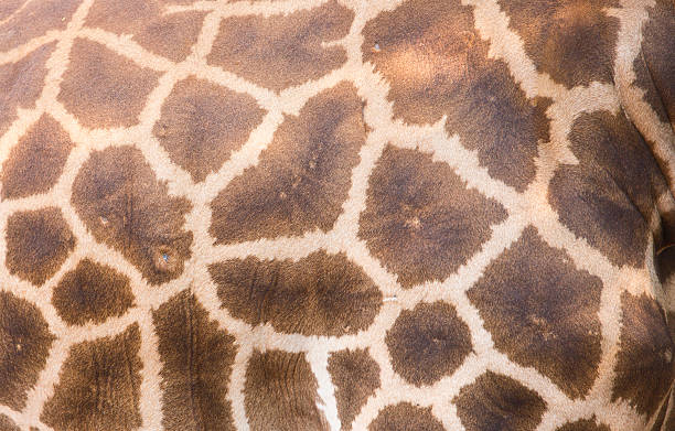 istock Genuine leather skin of Giraffe 472778774