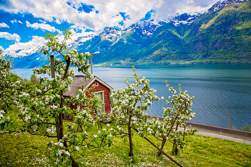 Hardanger fjord in late may, Norway