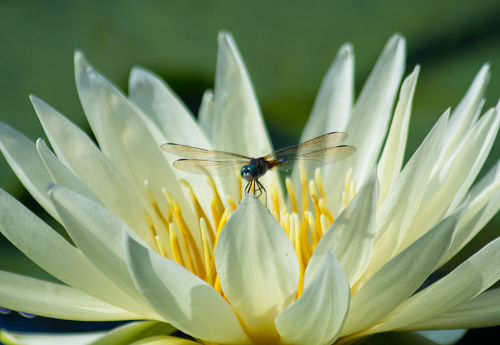 Close up shot of a dragonfly on a waterlily