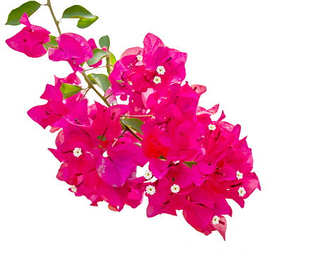 Close up Bougainvillea flower isolated on white background