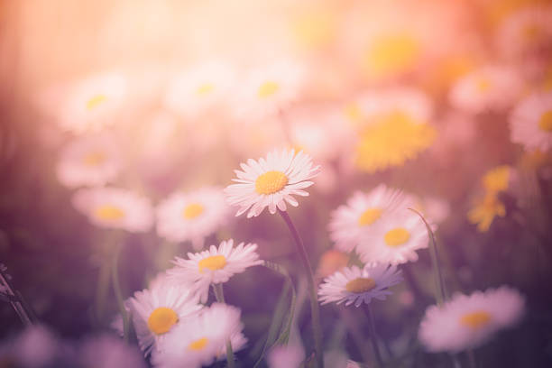istock Summer meadow with wild flowers 472782284