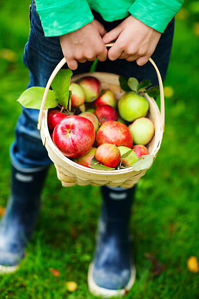 istock Organic apples in a basket 472782602