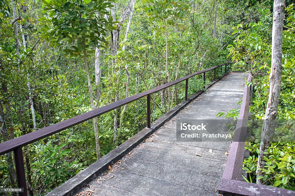 Pathway in mangrove forest 2015 Stock Photo