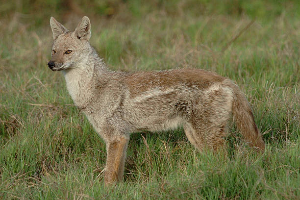 Side-striped Jackal Side-striped Jackal, Canis adustus, in early morning light, Okavango Delta, Botswana, Africa jackals stock pictures, royalty-free photos & images