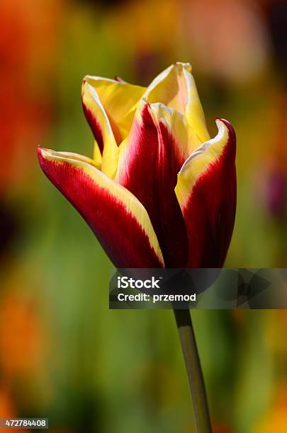 Red Yellow Tulip Stock Photo - Download Image Now - 2015, Flowerbed, Focus On Foreground