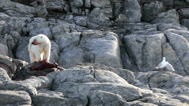 polar bear eating, seagulls waiting