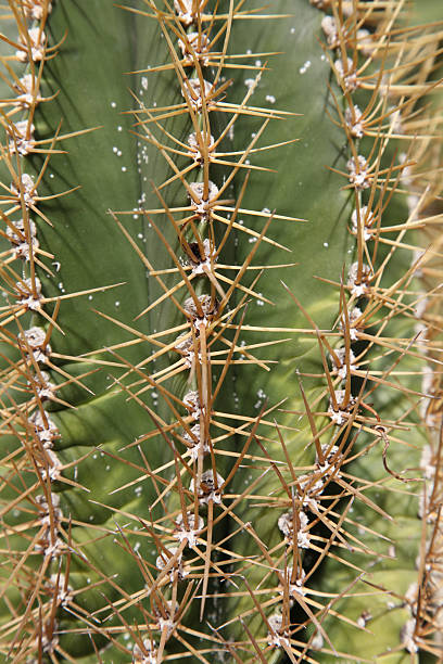 кактус иглы - tropical climate arid climate palm springs close up стоковые фото и изображения