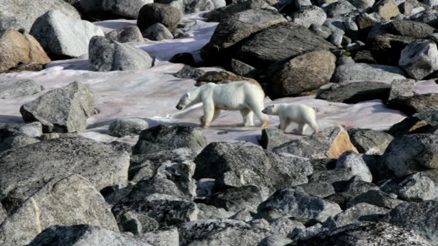polar bear mother with cub walking over snow