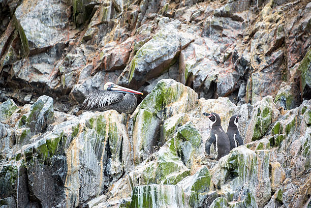 istock Pelican and Penguins 472786660