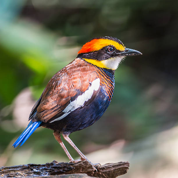 istock male Malayan Banded Pitta 472786874