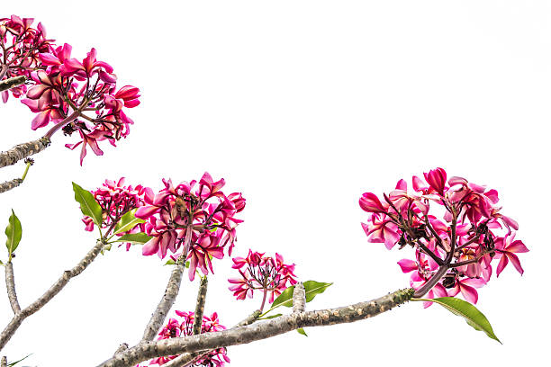 Plumeria bouquet stock photo