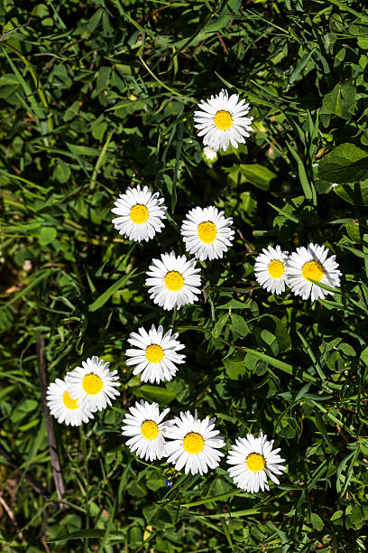 istock Daisies in The Green 472787688