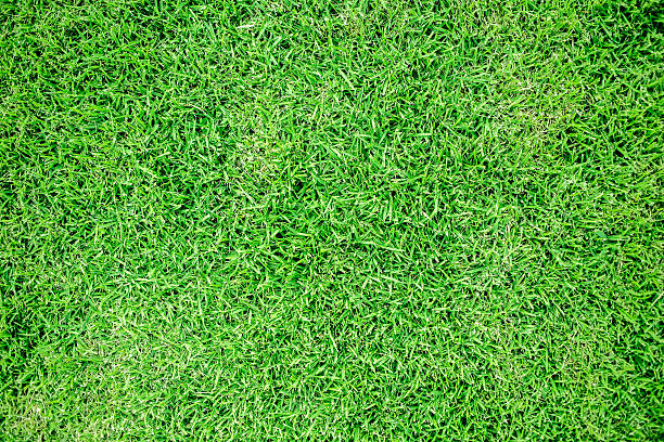 grass stock photo