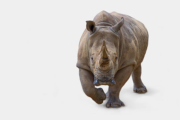 rhinoceros Rhino white background rhinoceros stock pictures, royalty-free photos & images