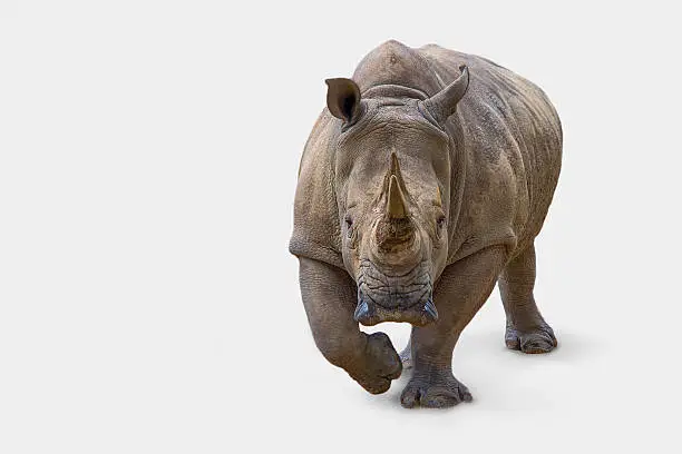 Photo of rhinoceros
