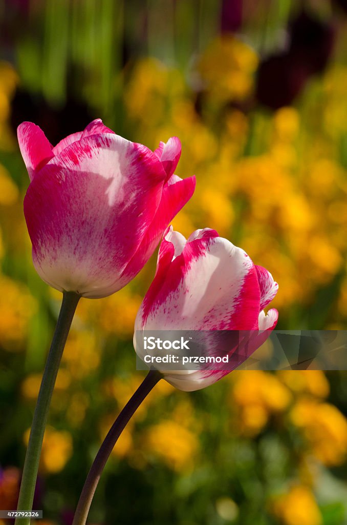 Red White Tulip Red White Tulip on the Yellow background 2015 Stock Photo