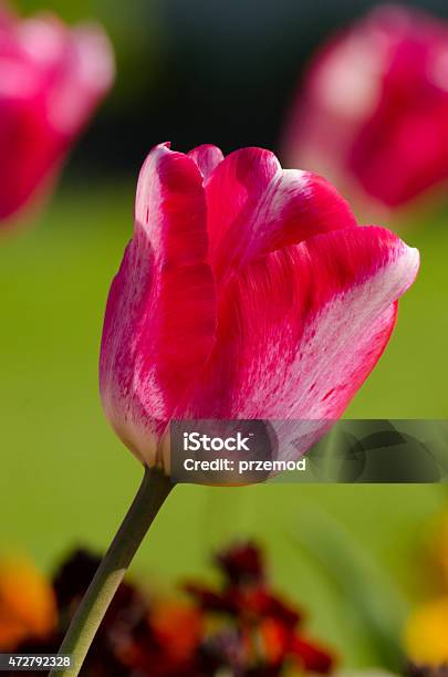 Red White Tulip Stock Photo - Download Image Now - 2015, Flowerbed, Focus On Foreground