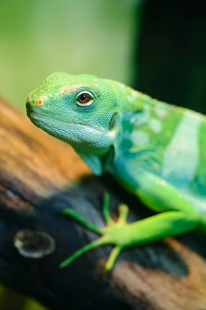 istock Green lizard, Fiji banded iguana 472792346