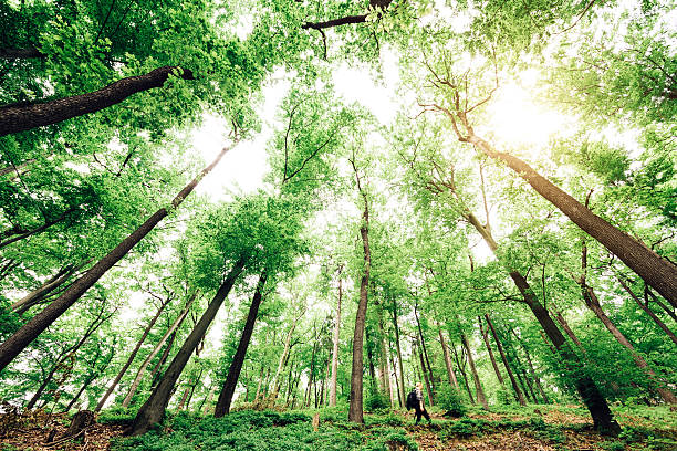 istock Young Woman Walking In Mighty Forest 472795480