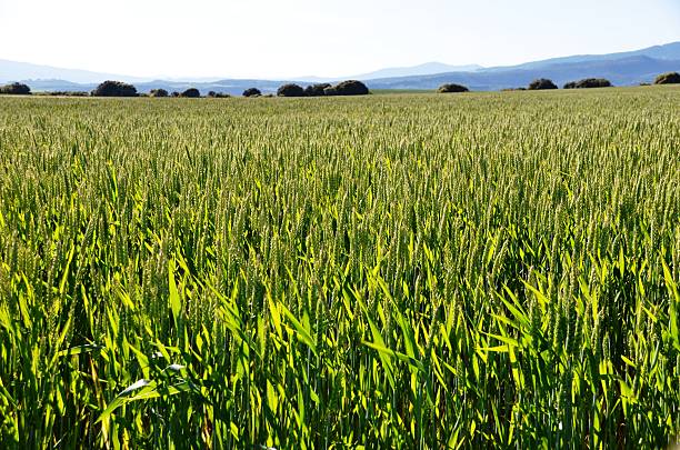 istock Green Wheat field at sun 472795608