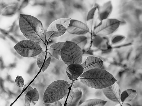 Spring leaves in black and white.