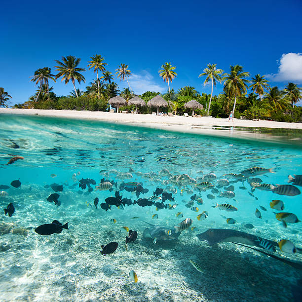 istock Tropical island under and above water 472797126