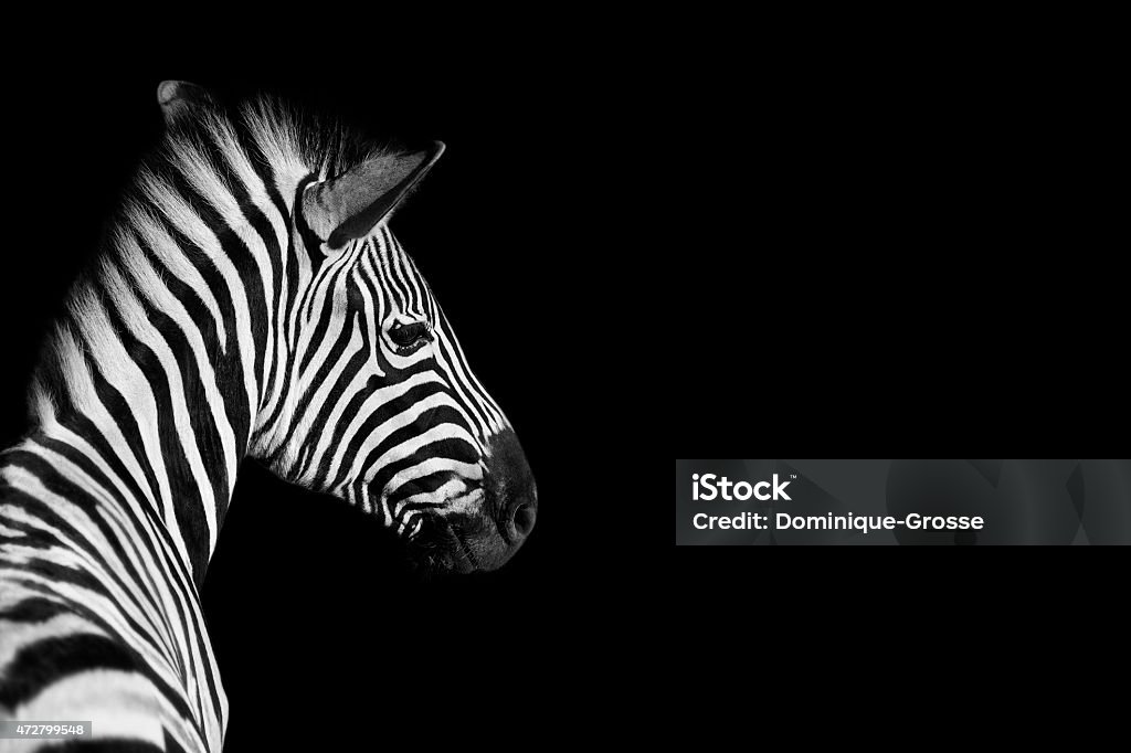 Zebra Zebra black background Zebra Stock Photo