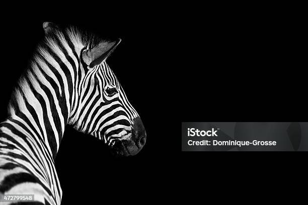 Zebra Stock Photo - Download Image Now - Zebra, Black Background, Animal