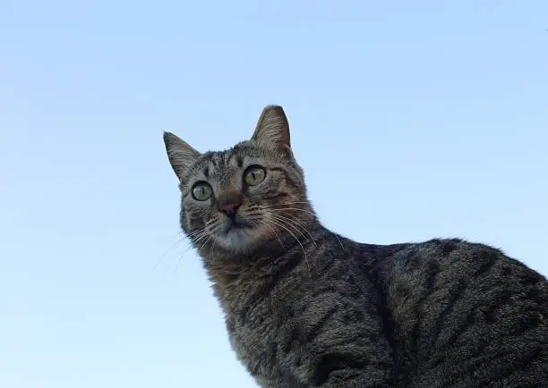 A street cat stares at something. The tipped ear indicates that the cat is spayed or neutered. Bottom view.