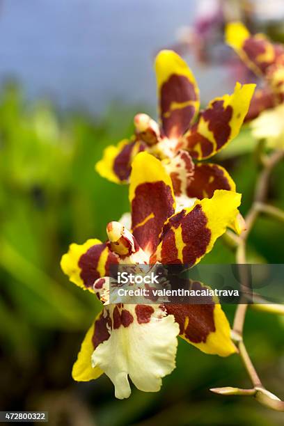 Colmarara Orchids Stock Photo - Download Image Now - 2015, Backgrounds, Botany