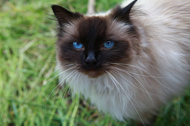 istock fluffy blue eyed cat 472800436