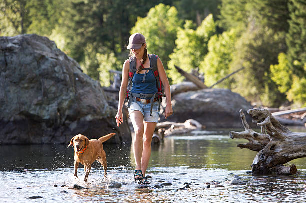 Hiker and Dog Crossing The Shallow Part of a River. A hiker and her dog cross the shallow part of a river in the western United States. They are on a day hike and the woman is carrying a small backpack. labrador retriever photos stock pictures, royalty-free photos & images