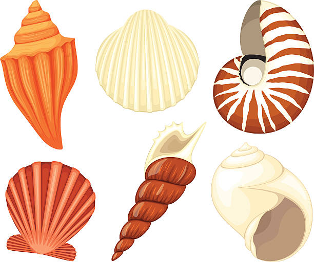 Seashells Vector illustration of a collection of seashells. Each shell is on its own layer, easily separated from the others in a program like Illustrator, etc. Illustration uses transparencies. No gradients, meshes or blends of any kind, only solid color. Both .ai and AI10-compatible .eps formats are included, along with a high-res .jpg, and a high-res .png with transparent background. collection clam stock illustrations