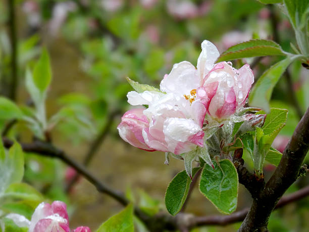 kent blossom - yalding stock-fotos und bilder