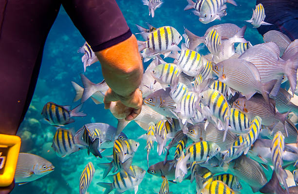 istock Tropical Coral Reef.Man feeds the tropical fish. 472809486