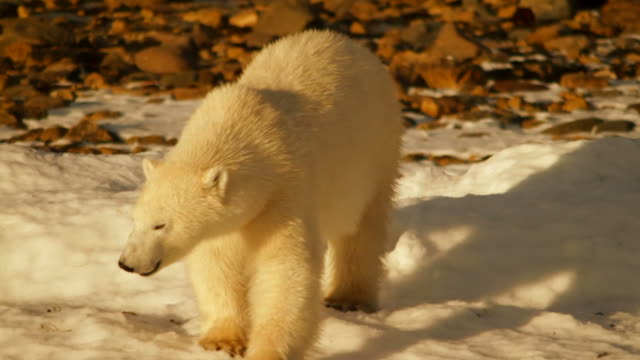 Tundra with Polar Bear