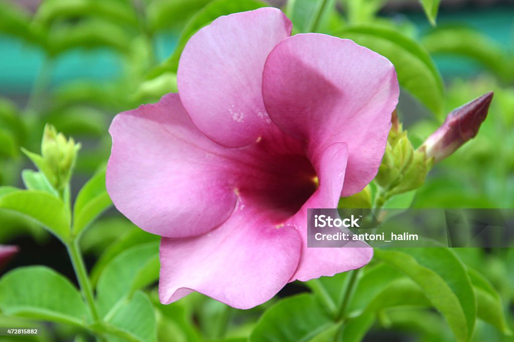 Foto de Begonia Flor Roxa e mais fotos de stock de 2015 - 2015, Bignonia,  Botânica - Assunto - iStock