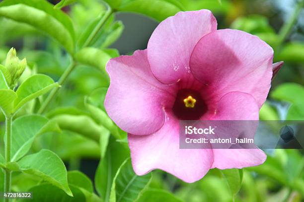 Foto de Begonia Flor Roxa e mais fotos de stock de 2015 - 2015, Bignonia,  Botânica - Assunto - iStock